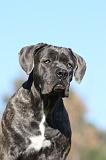 CANE CORSO 961